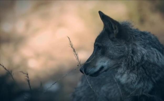 Las organizaciones agrarias amenazan con medidas de presión si el Gobierno no retira la protección al lobo